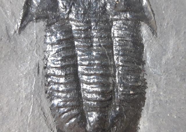 Paraszechuanella cf. changleensis (PENG 1990) - Bild &copy; FossNet FossilienStore